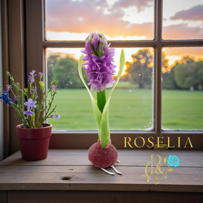 Gerçek Bir Sanat Eseri: Rosélia Sümbül Mumu 💜